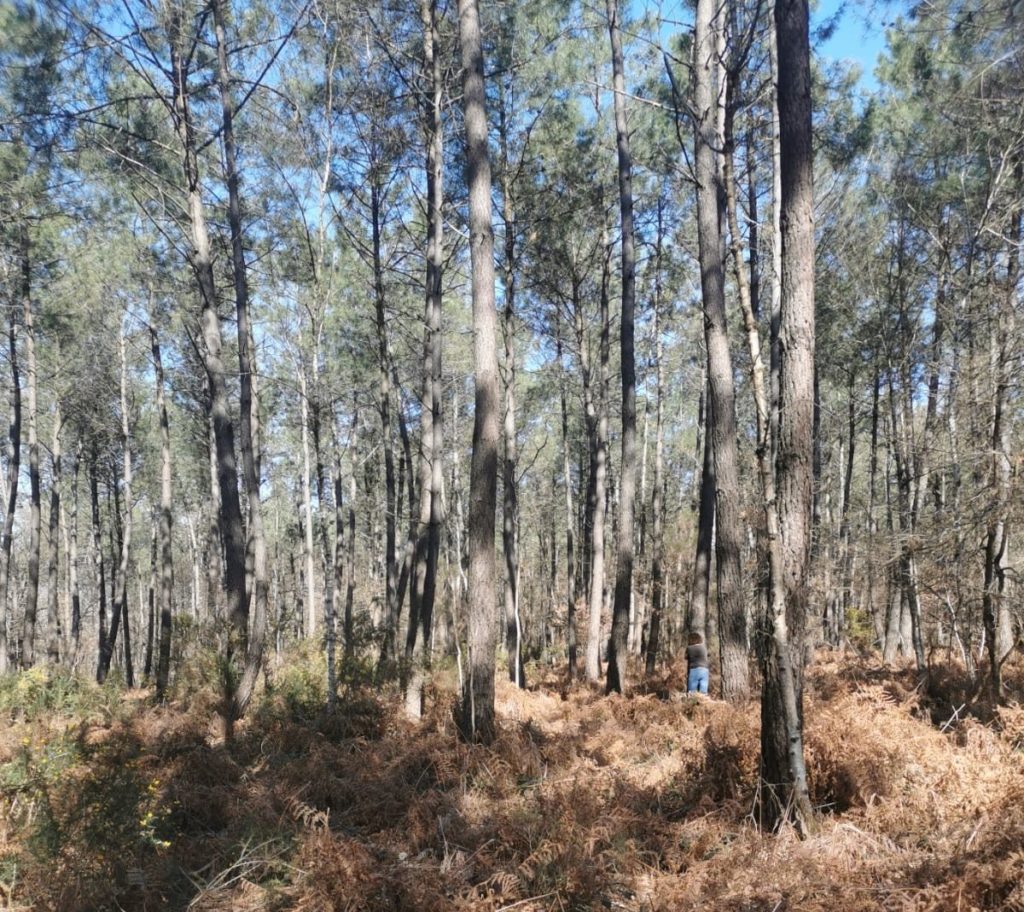 Accompagner la méditation en forêt : une personne enlace un arbre.